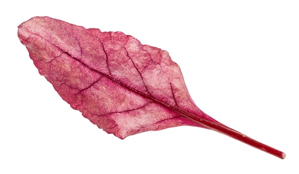 fresh leaf of red Chard leafy vegetable isolated photo