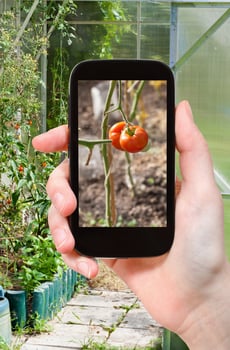 tourist photographs of greenhouse with tomatoes photo