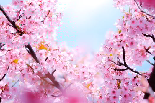 Soft focus of Beautiful cherry blossom with fading into pastel pink sakura flower,full bloom a spring season in japan. photo