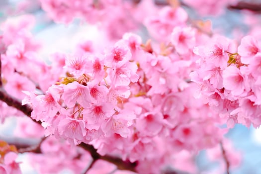 Soft focus,Cherry Blossom or Sakura flower on nature blur background in the morning a spring day photo