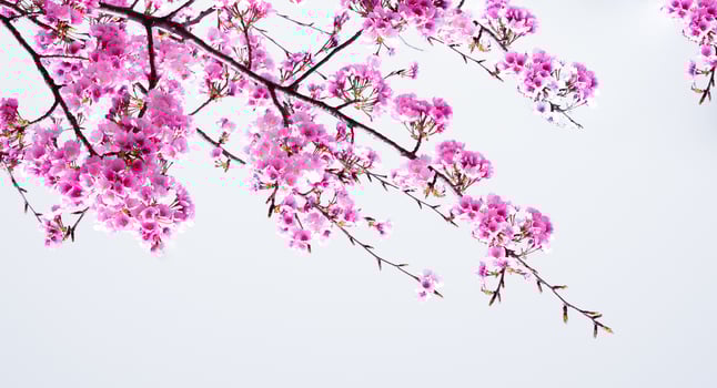 Beautiful cherry blossom blooming with fading into pastel pink sakura flower,full bloom a spring season in japan photo