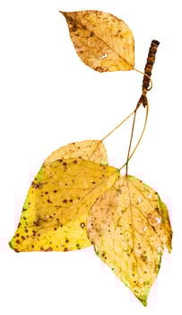 twig with yellow autumn leaves of poplar tree photo