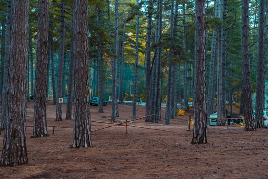 Pine forest in rainy autumn morning. Autumn landscape photo