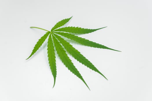 Isolated green cannabis leaves on white background, grow medical cannabis, and use it as a medicinal ingredient. photo