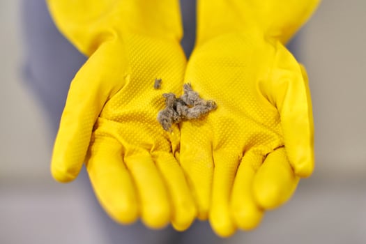 Hands in rubber gloves holding dust balls after cleaning. photo