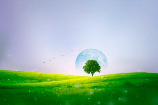 alone tree and flower garden at green hill and moon photo