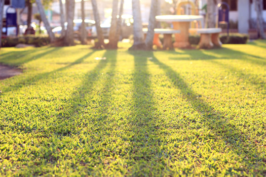 green grass at public park at sunrise photo