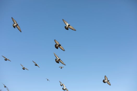 Pigeons fly in sky. Birds in flight. photo