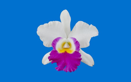 Isolated cattleya orchid flower with clipping paths. photo