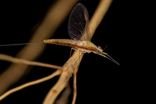 Adult Female Mayfly Insect photo