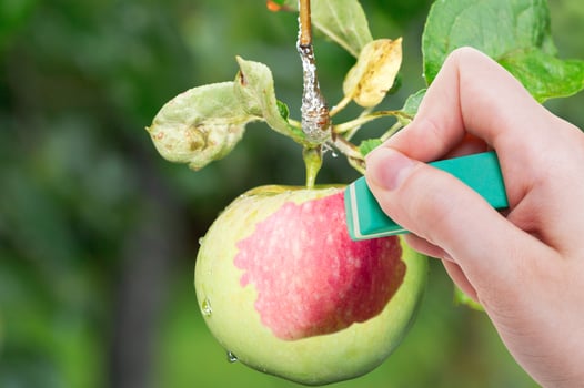 hand deletes green apple by rubber eraser photo