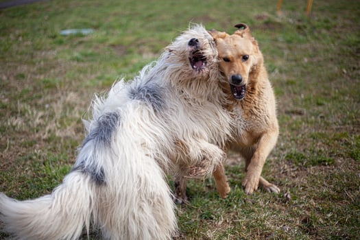 Dogs play. Pets on street. Big dogs fight. Walking pets in summer. photo