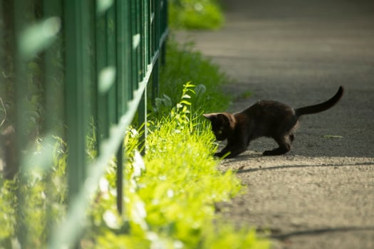 Kitten plays outside in summer. Homeless black kitten. Small animal. photo