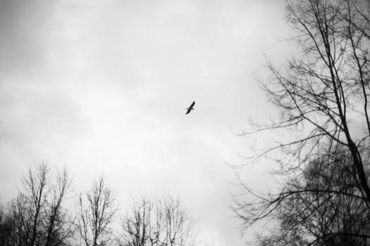 Raven flies in gray sky. Mystical bird of crows in flight. photo