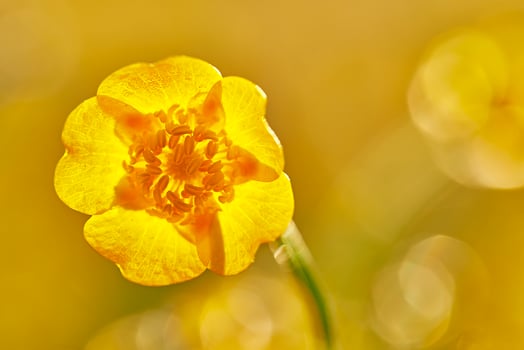 Beautiful buttercup flower photo