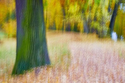 Trees in the park photo