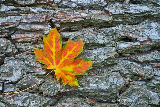 Fallen Maple leaf photo