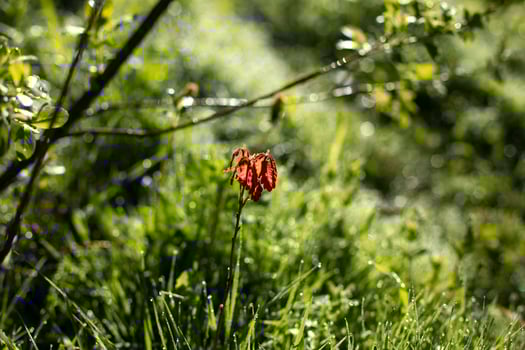 Green grass in dew. Small drops on grass. Soft light on plants. photo
