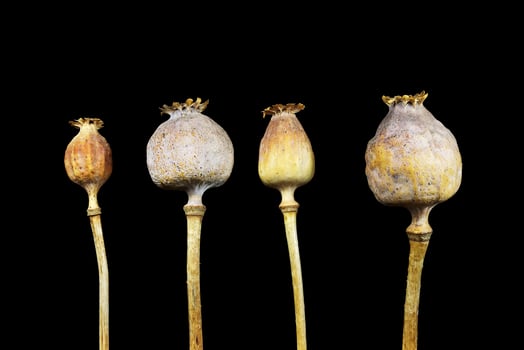Four poppy head photo
