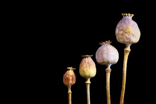 Four of Poppyhead photo