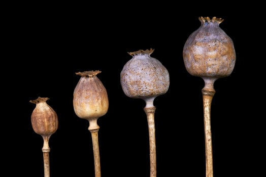 Four of poppyhead photo