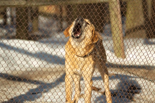 Dog is behind bars. Kennel for dogs. photo