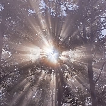 Sun rays and forest photo