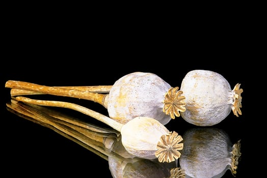 Poppy head flowers photo