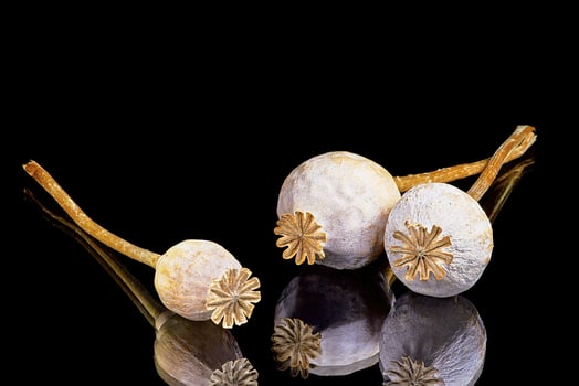 Poppy head flowers photo