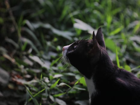 cat is looking for food photo