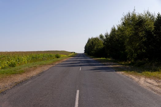 Paved road through the forest photo