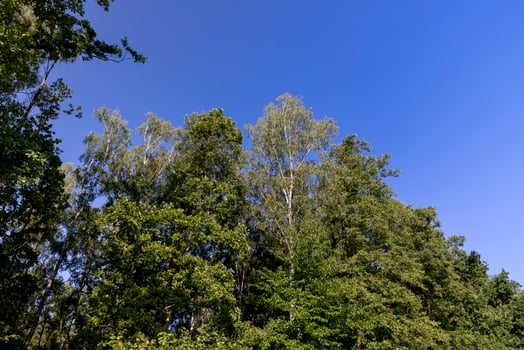 mixed forest with trees of different species in the summer season photo