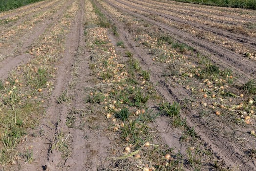 A field with a ripe onion harvest during the food harvest photo