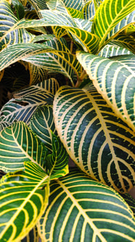 Aphelandra squarrosa or zebra plant is a plant species in the family Acanthaceae, which comes from the vegetation of the Brazilian Atlantic Forest. photo