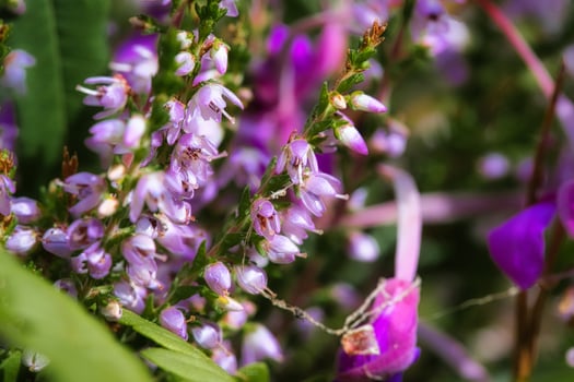 Heather. Branches with fine filigree purple flowers. Dreamy. Blurred background. photo