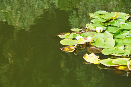 white water lily plan in pond photo