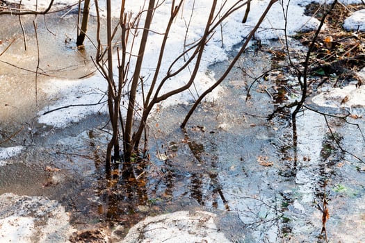 melting snow in forest photo