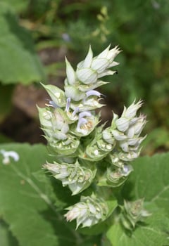 Budding and Blooming Clary Sage Plant in a Garden photo