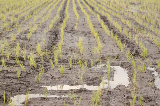 green rice plants grown in the rice fields are ready to be harvested soon for distribution and export across Asia-Europe for the production of starch and foodstuffs as a Thai rice variety. photo