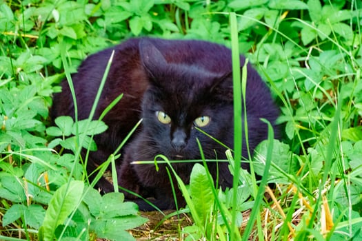 Black cat sitting on green grass photo