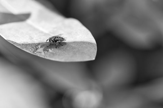 Flesh fly photographed in black and white, on a green leaf with light and shadow photo