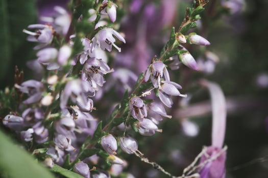 Heather. Branches with fine filigree purple flowers. Dreamy. Blurred background. photo