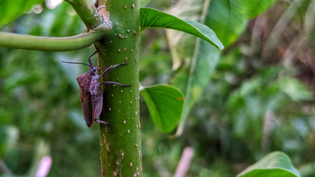 beetles live in tree trunks photo