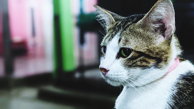cat staring intently photo