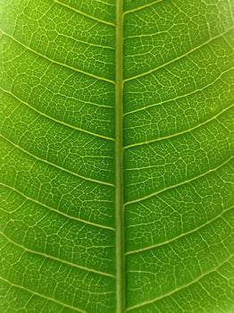 leaf texture with a unique pattern photo