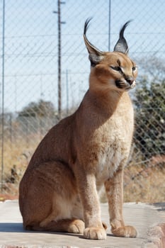Caracal at Wildlife Sanctuary photo