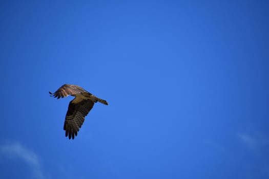 Stunning Feathered Winged Osprey Bird in Flight photo