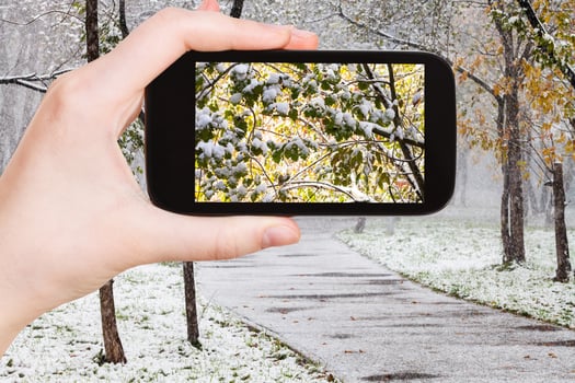 picture of first snow on trees in urban park photo