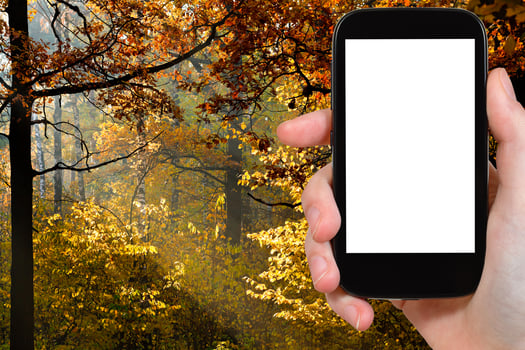 smartphone and forest illuminated by autumn sun photo