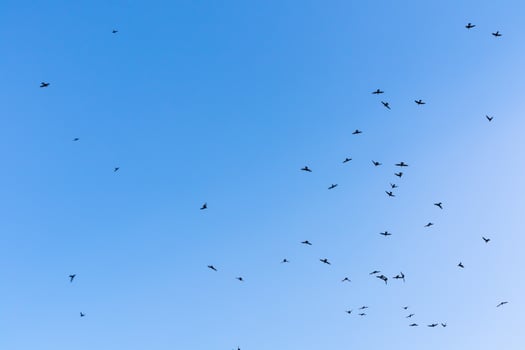 The birds is flying on blue sky, Sky background image photo